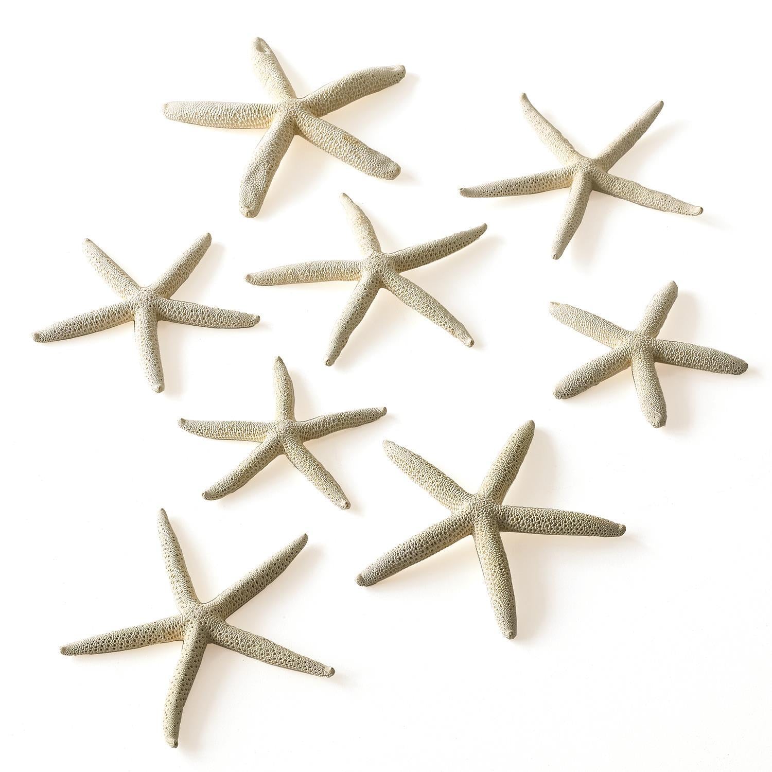 White Finger Starfish: Set of 10
