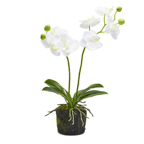 White Faux Orchid in Moss Pot